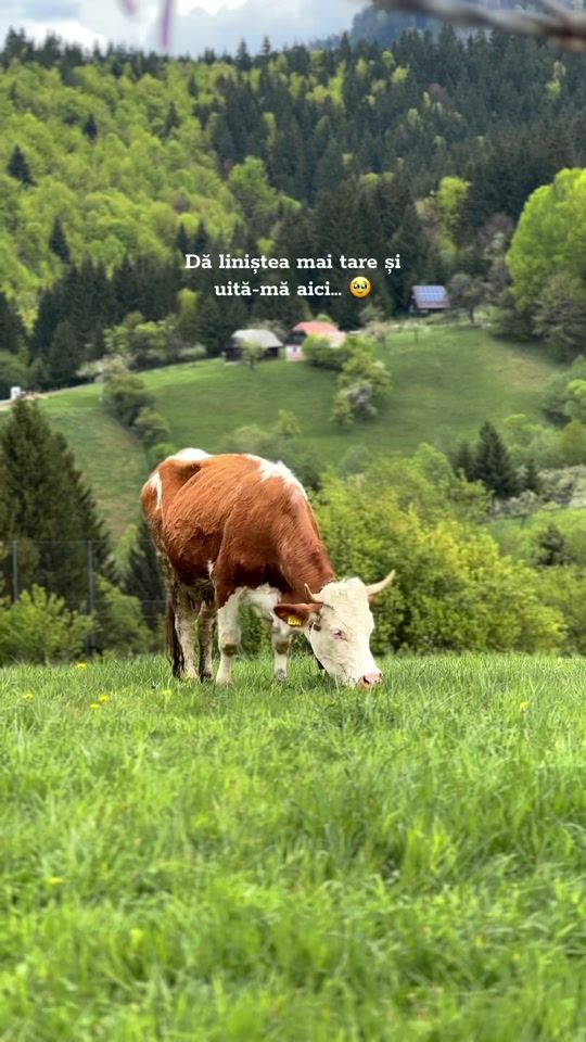 TikTok video thumbnail by mirelaintransit