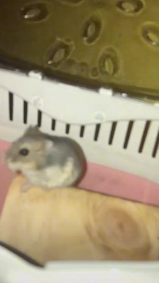 TikTok video thumbnail by iamfirzen