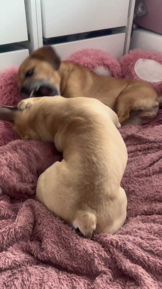 TikTok video thumbnail by poerpylive