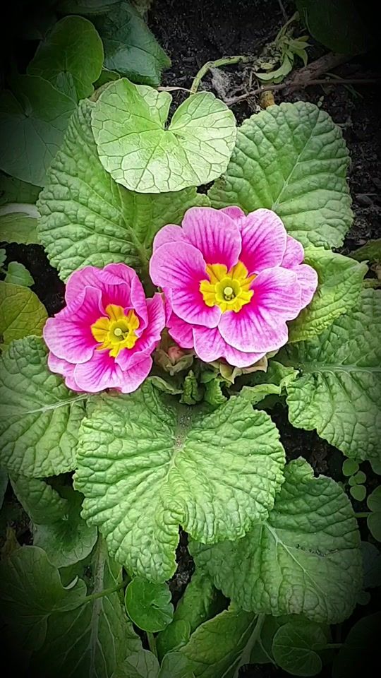 TikTok video thumbnail by cha2ourmazen