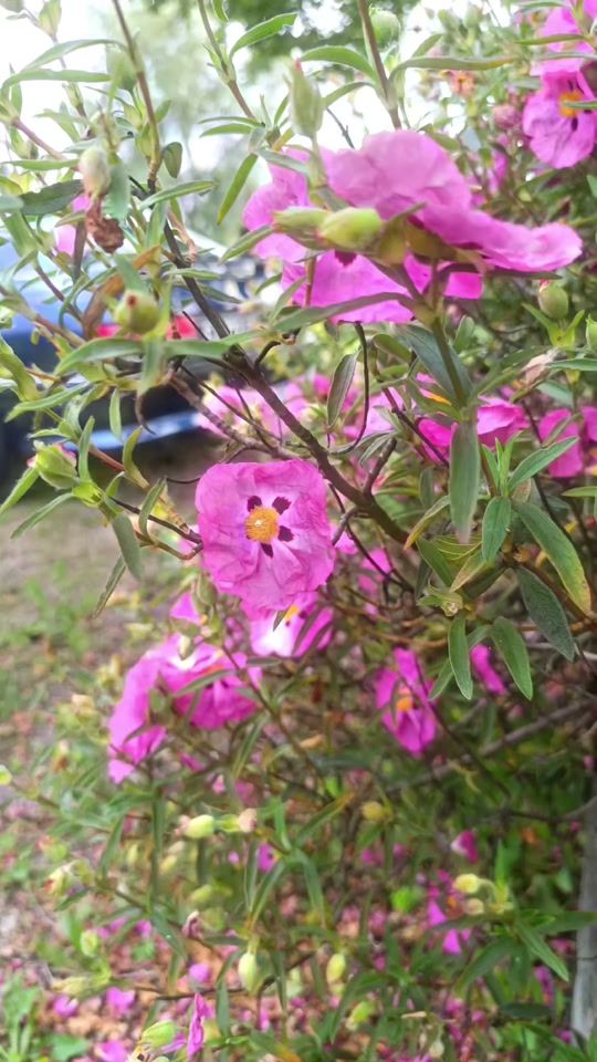 TikTok video thumbnail by christor25