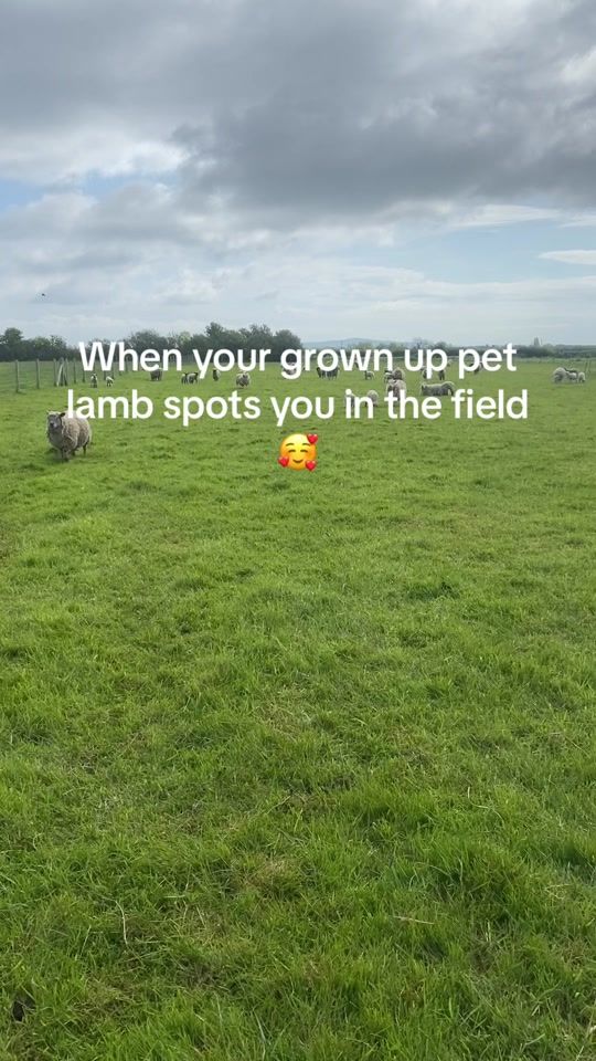 TikTok video thumbnail by swsws40