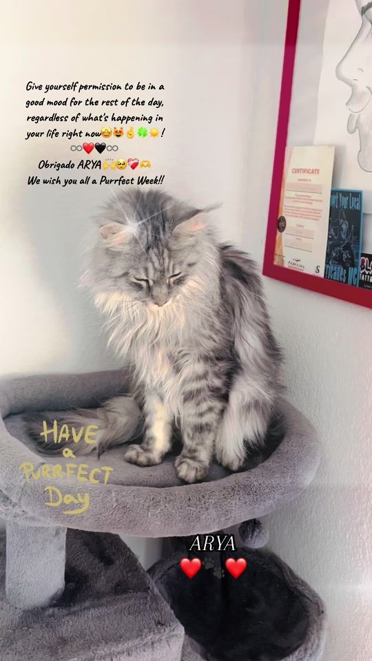 TikTok video thumbnail by marcovaralonga