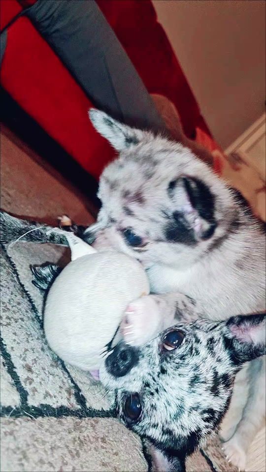 TikTok video thumbnail by cl3m67500