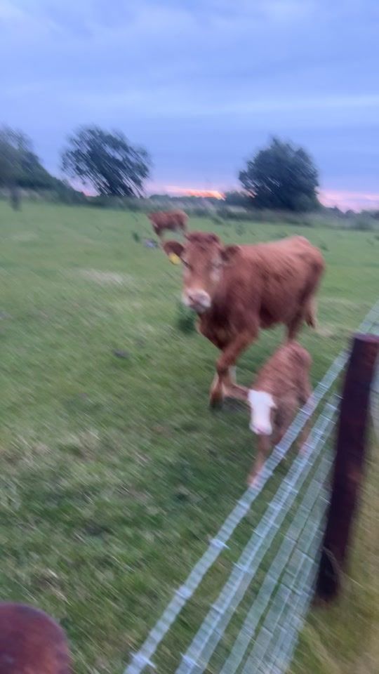 TikTok video thumbnail by hughhall2