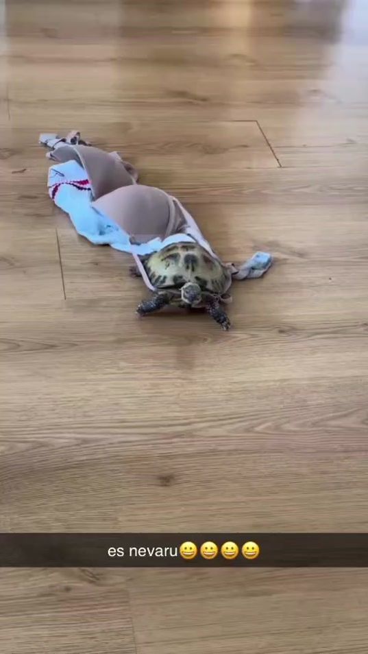 TikTok video thumbnail by pickledsnail