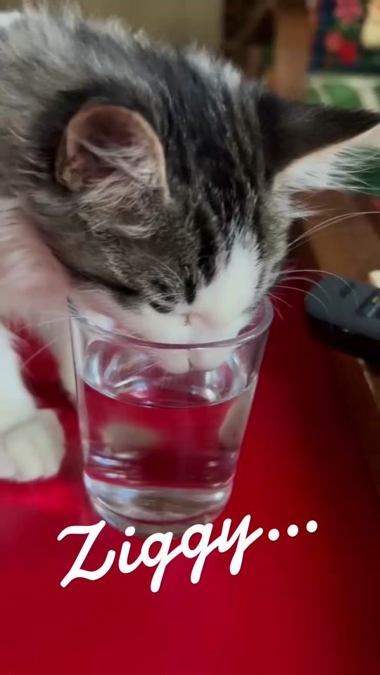 TikTok video thumbnail by jeanlucreichmann