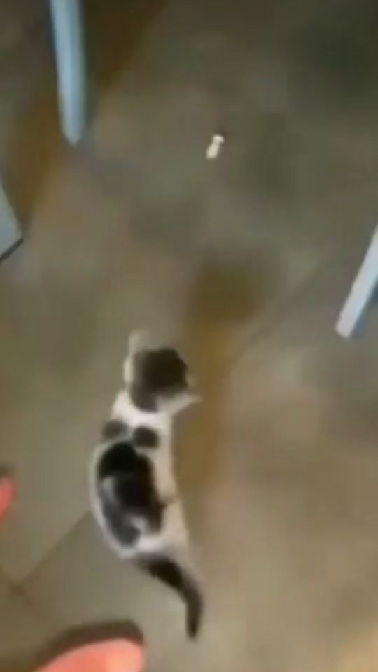 TikTok video thumbnail by sillyvids74