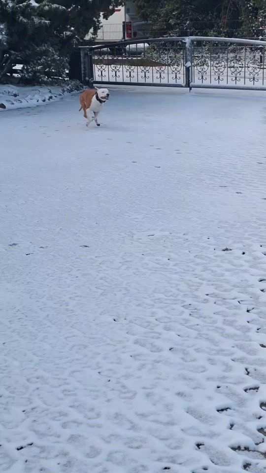 TikTok video thumbnail by mali_amstaff2106