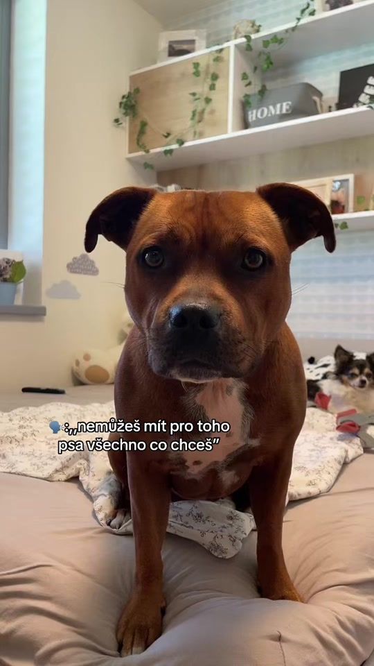 TikTok video thumbnail by staffbull.life