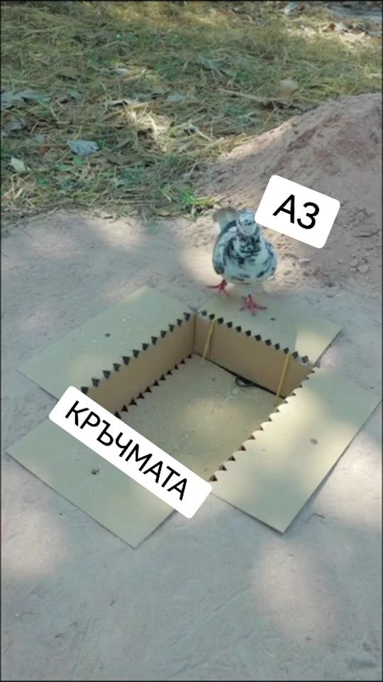 TikTok video thumbnail by dermanski7