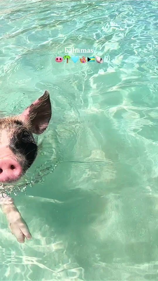 TikTok video thumbnail by friedalangbein