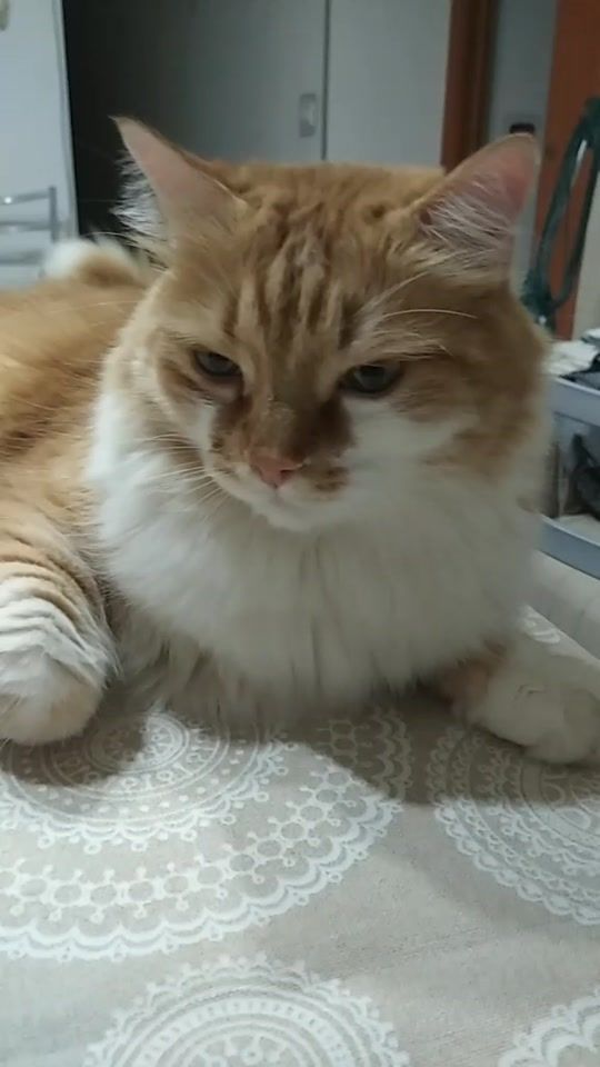 TikTok video thumbnail by gisellaravalli