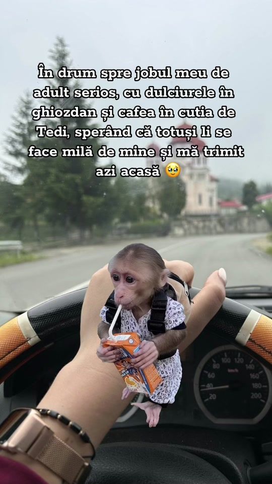 TikTok video thumbnail by ionelaplavea