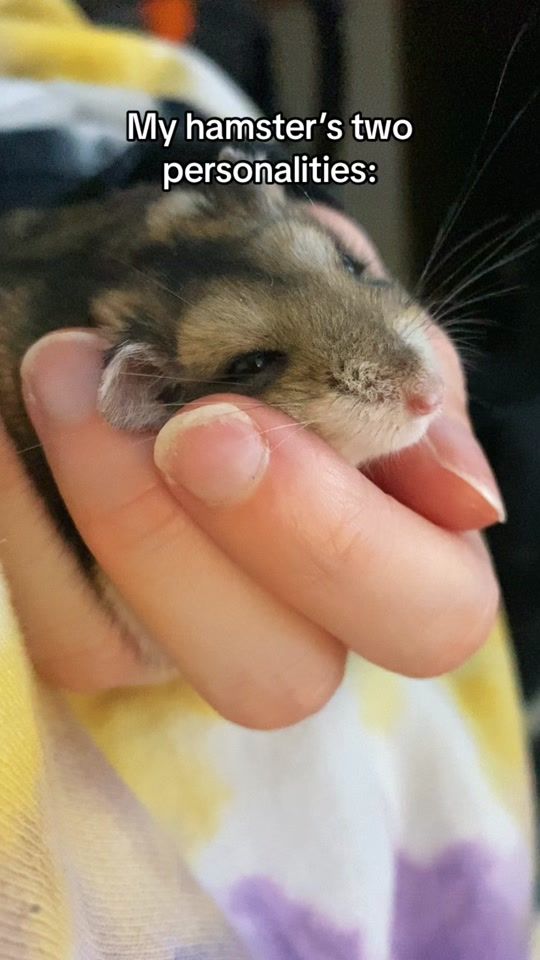 TikTok video thumbnail by ferdinandvonhamster