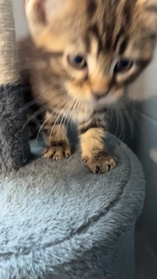 TikTok video thumbnail by kittycatnikita