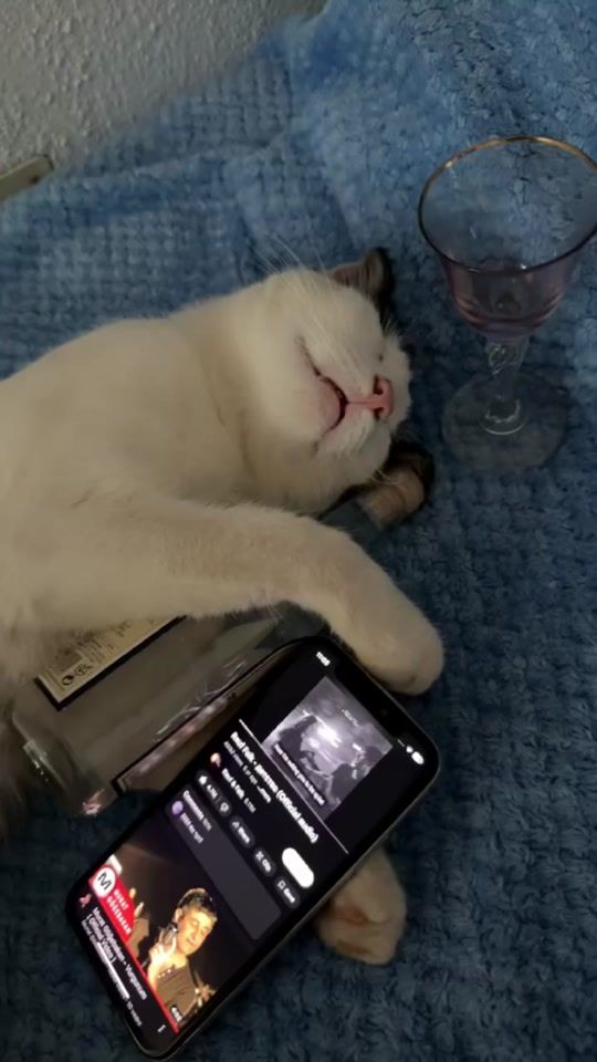 TikTok video thumbnail by _oreosvibe_