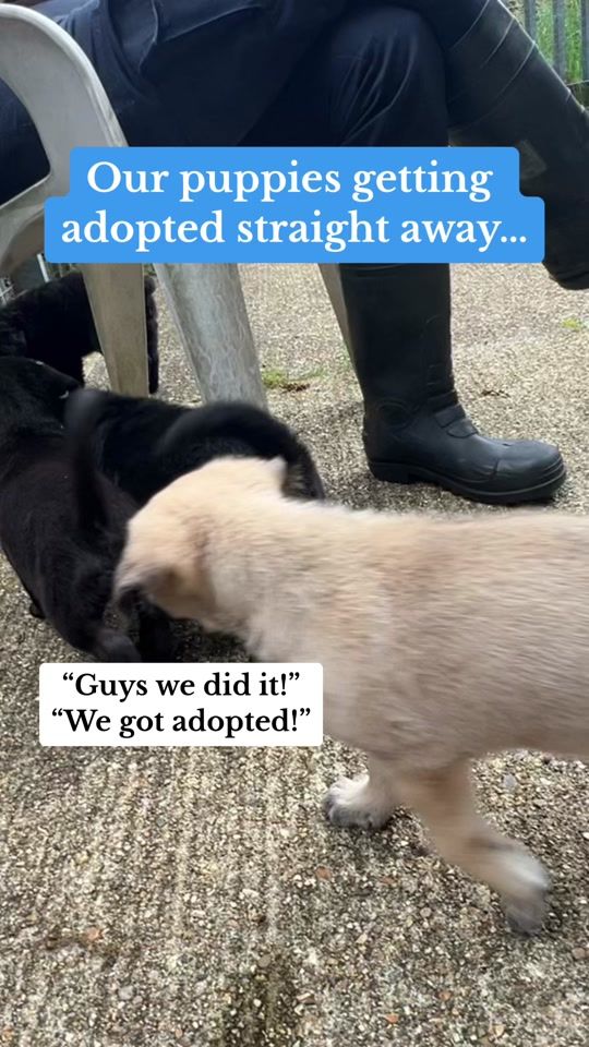 TikTok video thumbnail by millbrookrspca