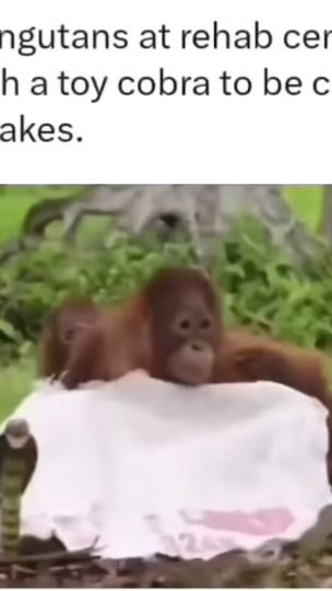 TikTok video thumbnail by steffi727
