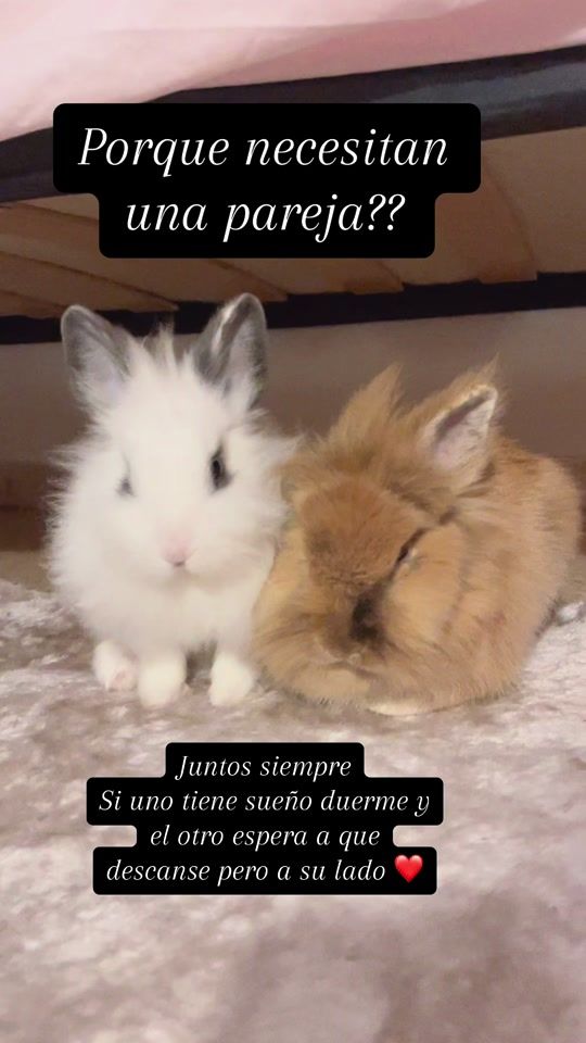 TikTok video thumbnail by leoncabezadeleon