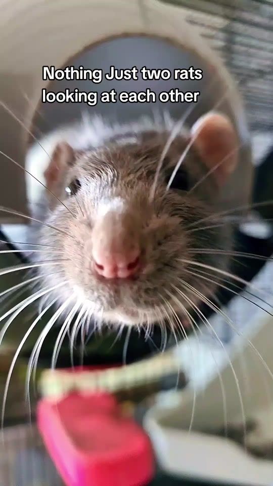 TikTok video thumbnail by the_kaboom_club