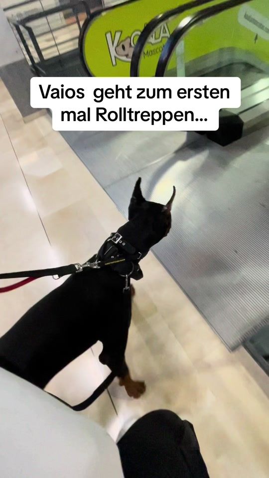 TikTok video thumbnail by dobermann_nero