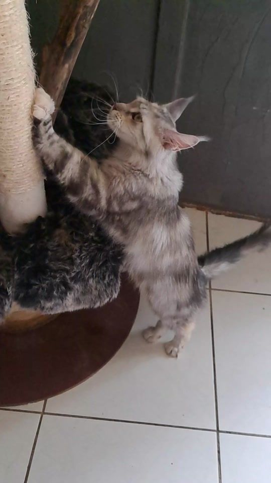 TikTok video thumbnail by mumucoons