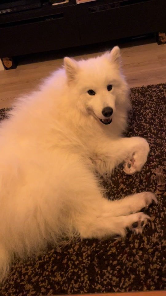 TikTok video thumbnail by grego.patronus