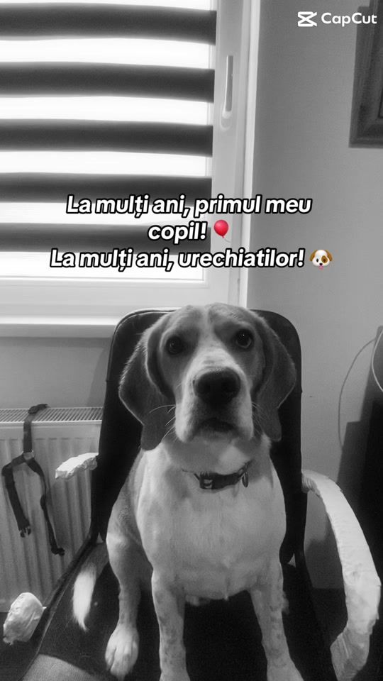 TikTok video thumbnail by plutothebeagle27