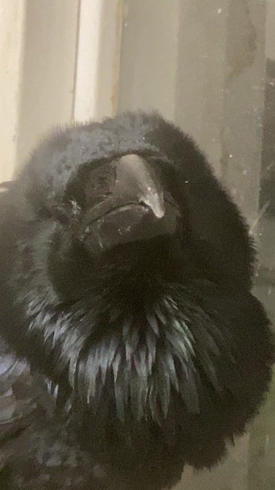 TikTok video thumbnail by ragnar.the.raven