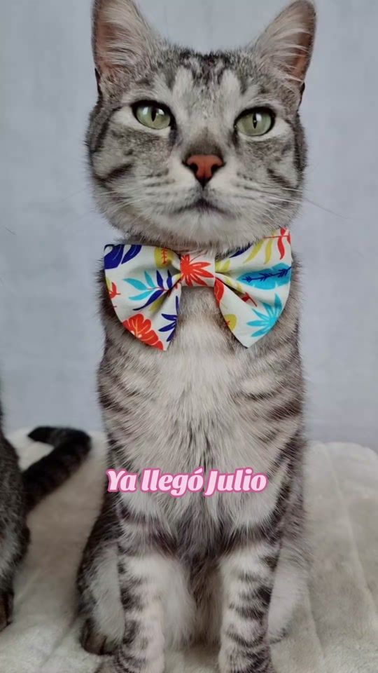 TikTok video thumbnail by maribelylosmichis