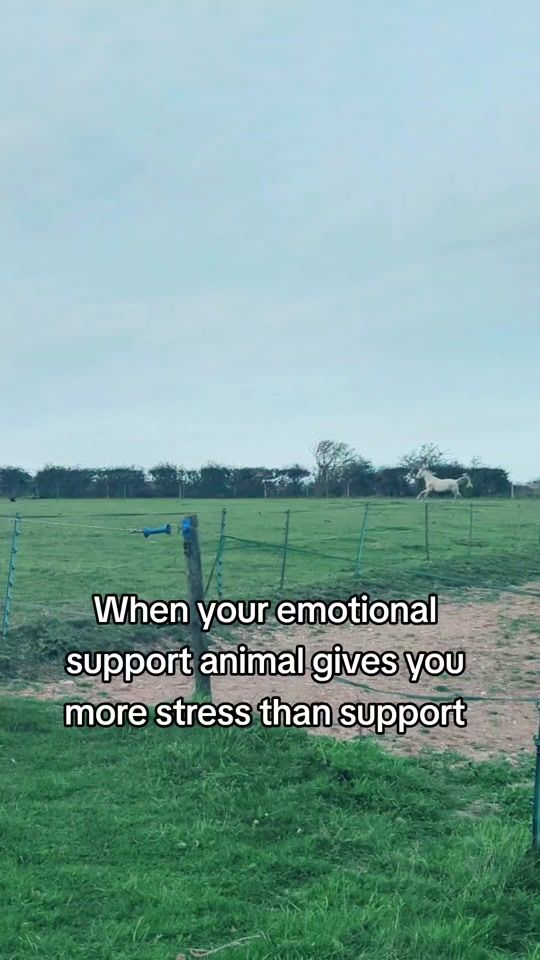 TikTok video thumbnail by meglucyequine