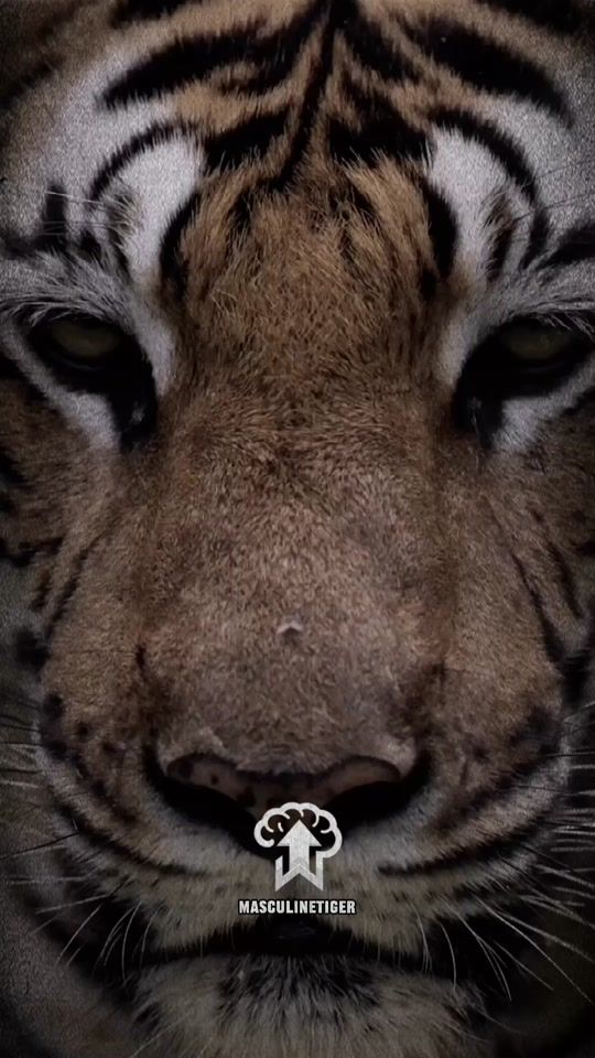 TikTok video thumbnail by masculinetiger