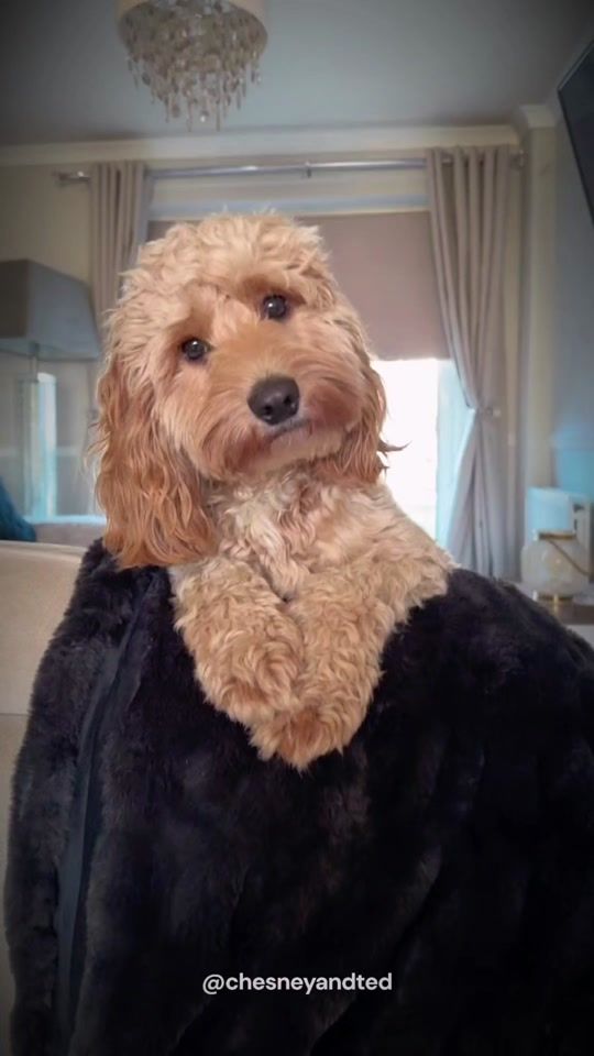 TikTok video thumbnail by animalsphere8