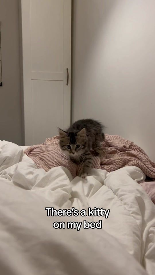 TikTok video thumbnail by felixandellie