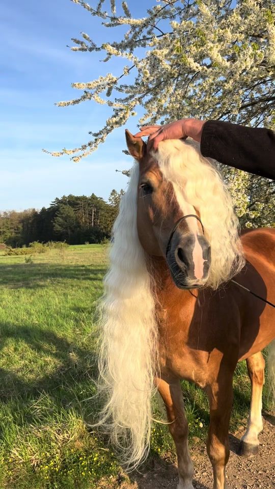 TikTok video thumbnail by haflinger.luber