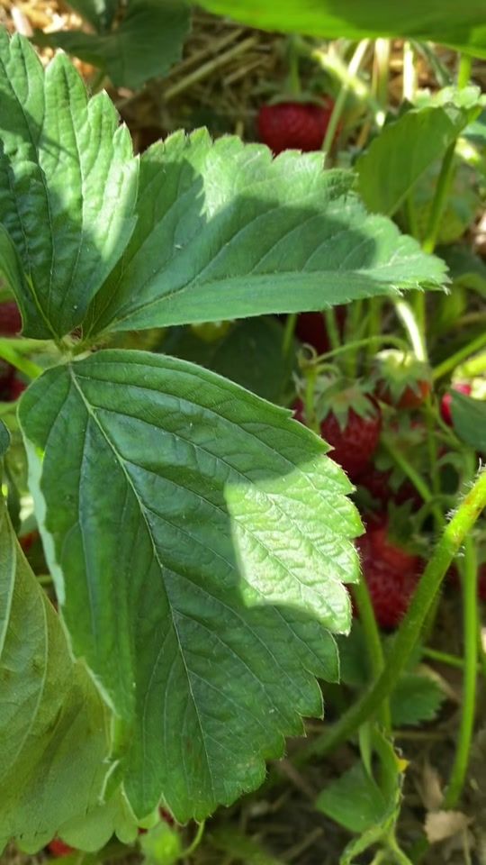 TikTok video thumbnail by adindagis