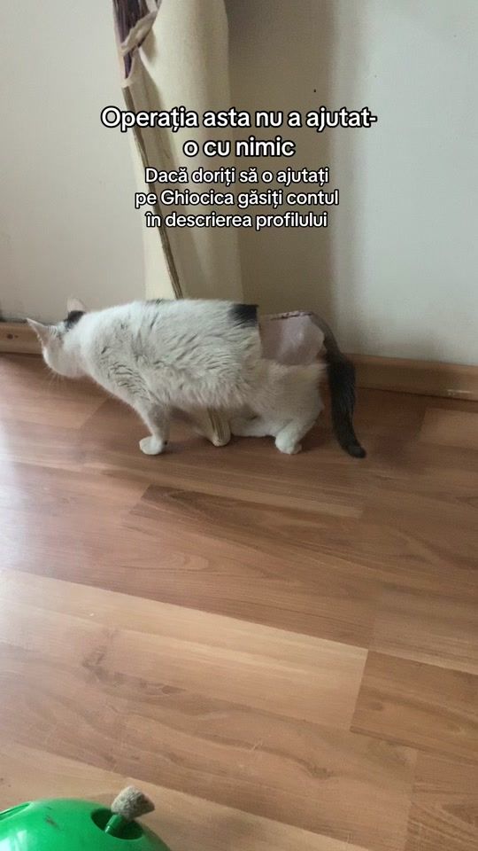 TikTok video thumbnail by petronela0609