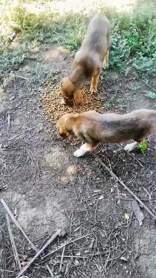 TikTok video thumbnail by dogsbrotherss