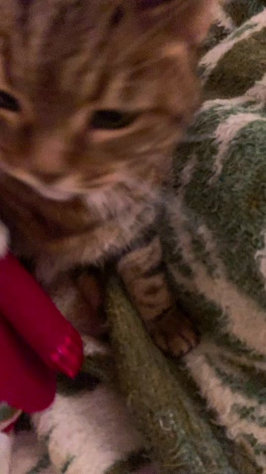 TikTok video thumbnail by batzpacz