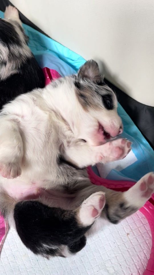 TikTok video thumbnail by pack_of_sheperds_dogs