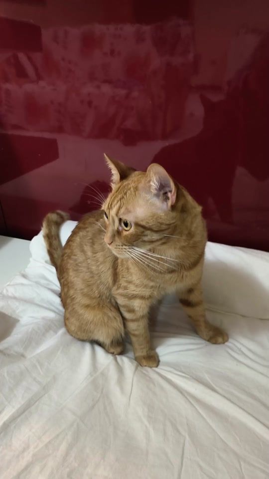 TikTok video thumbnail by emiliofranco09