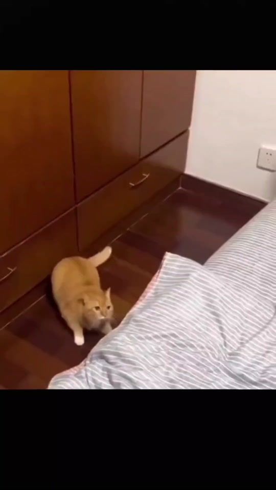 TikTok video thumbnail by hamsteraki18