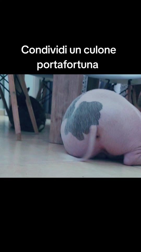 TikTok video thumbnail by theycallweamori