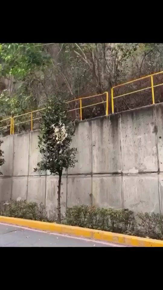 TikTok video thumbnail by animalsfunnyfriends