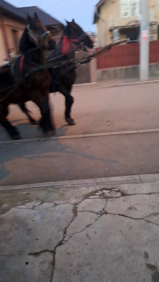 TikTok video thumbnail by petricarusu5