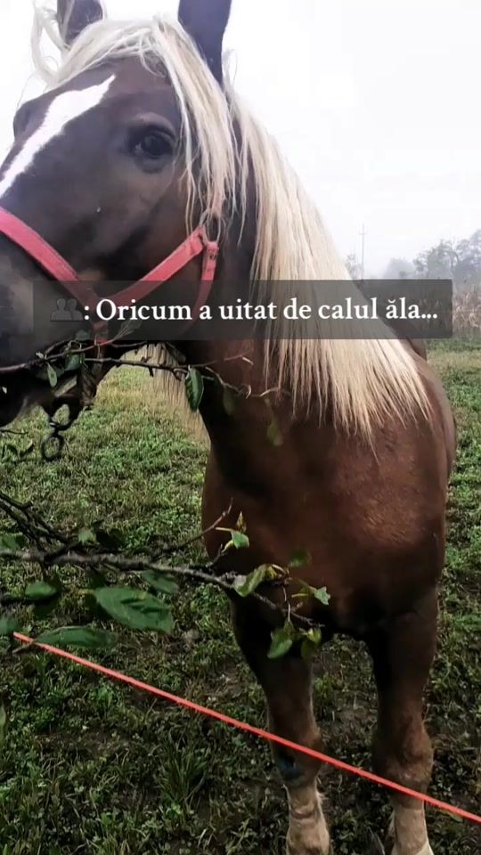 TikTok video thumbnail by ioana_uta