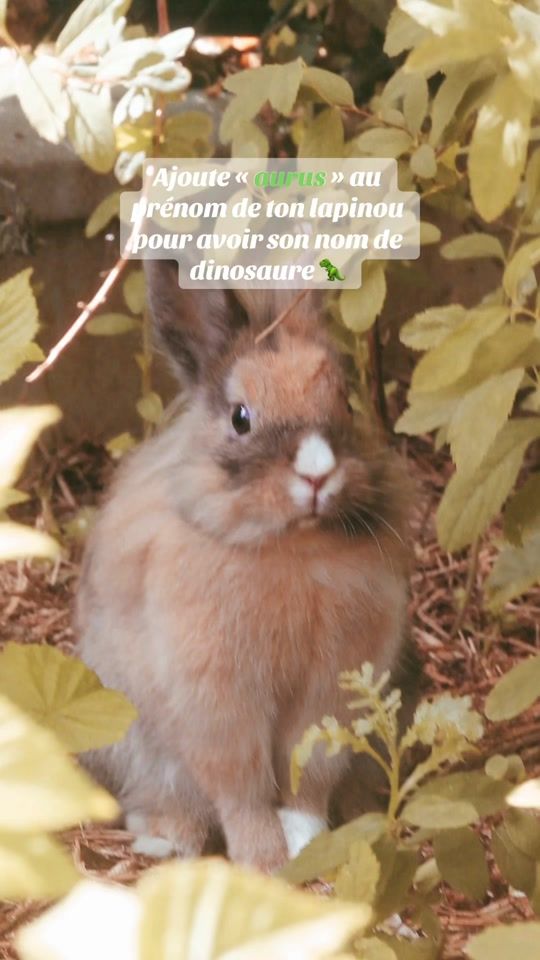 TikTok video thumbnail by bunnies.socks