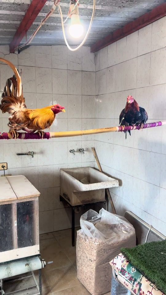 TikTok video thumbnail by wuisi91