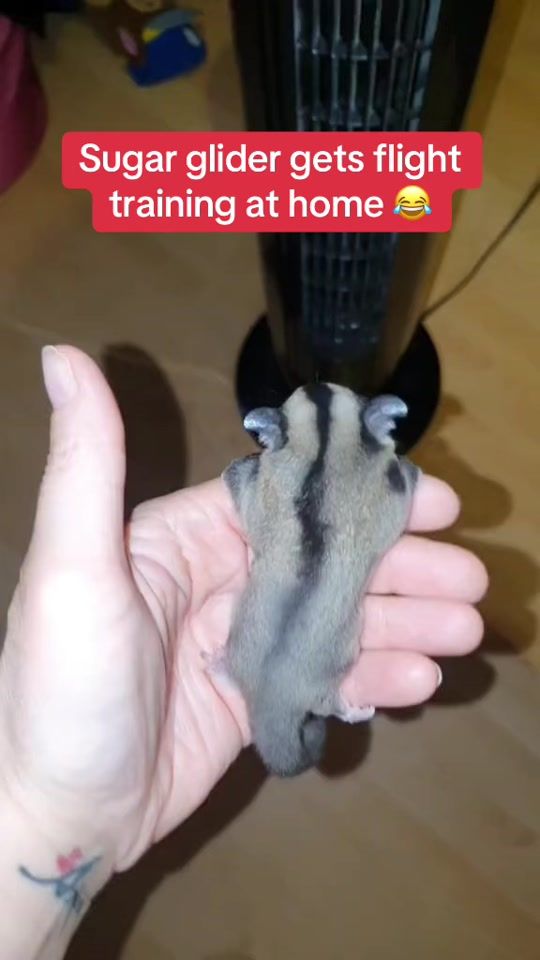 TikTok video thumbnail by memezar